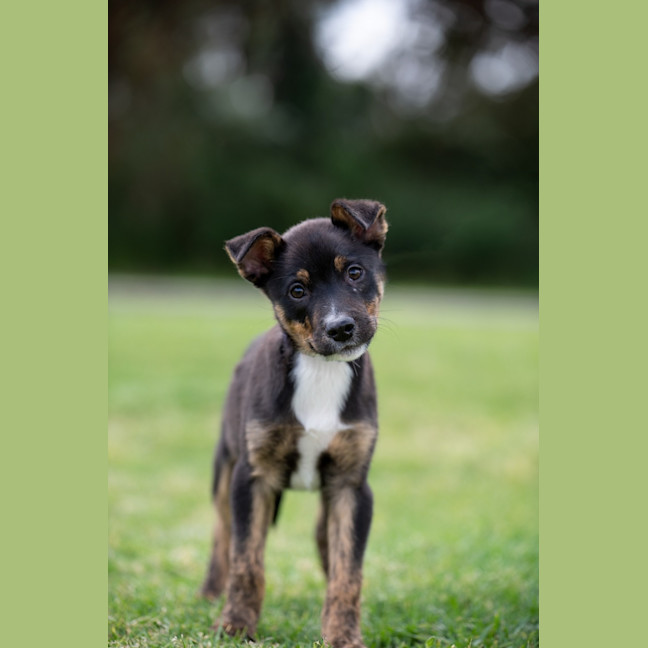 Photo of Ziggy