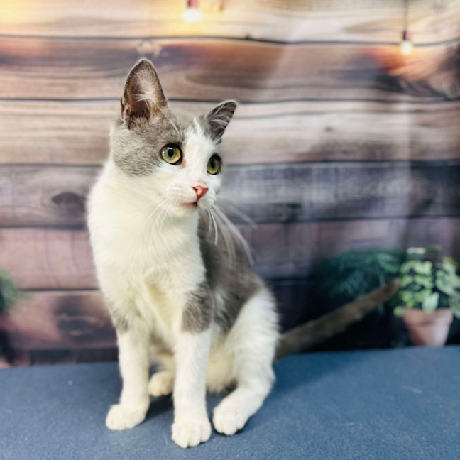 Photo of Lilly   Located In Brunswick East