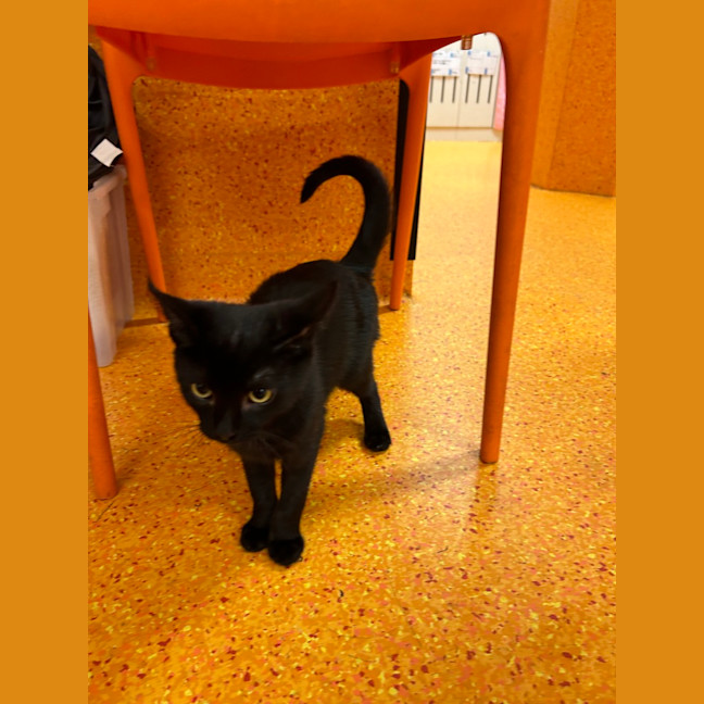 Photo of Treacle
