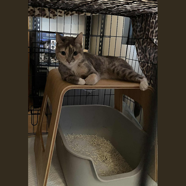 Photo of Gentleheart (Gingerbread)