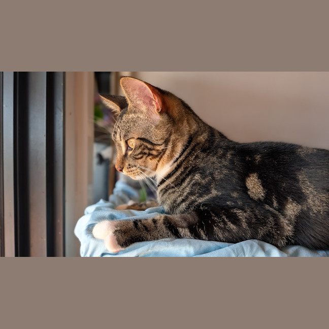 Photo of Trap
