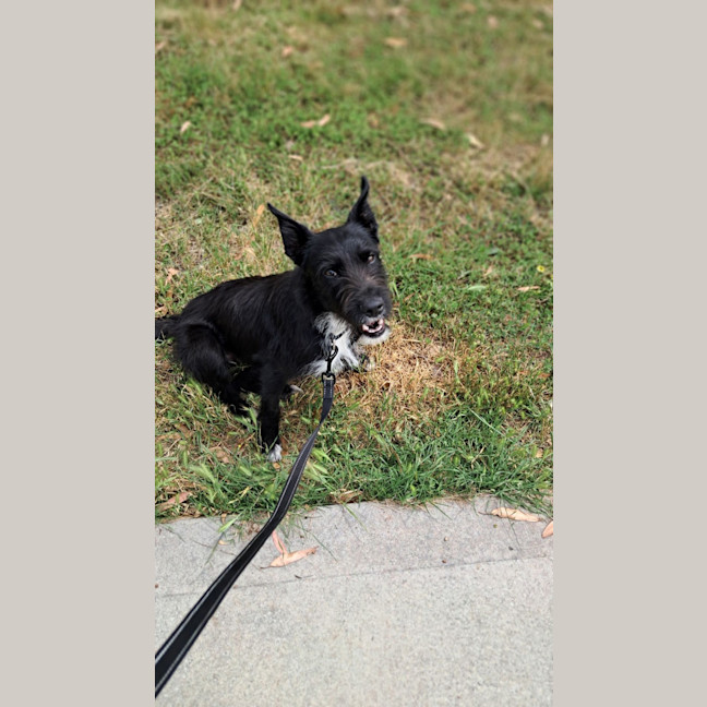 Photo of Smiffy