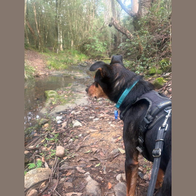 Photo of Buddy   9 Year Old Kelpie