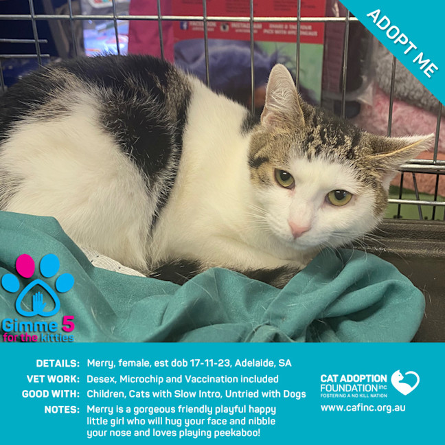 Photo of Merry Just $50 Limited Time!