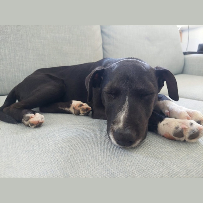 Photo of Ace