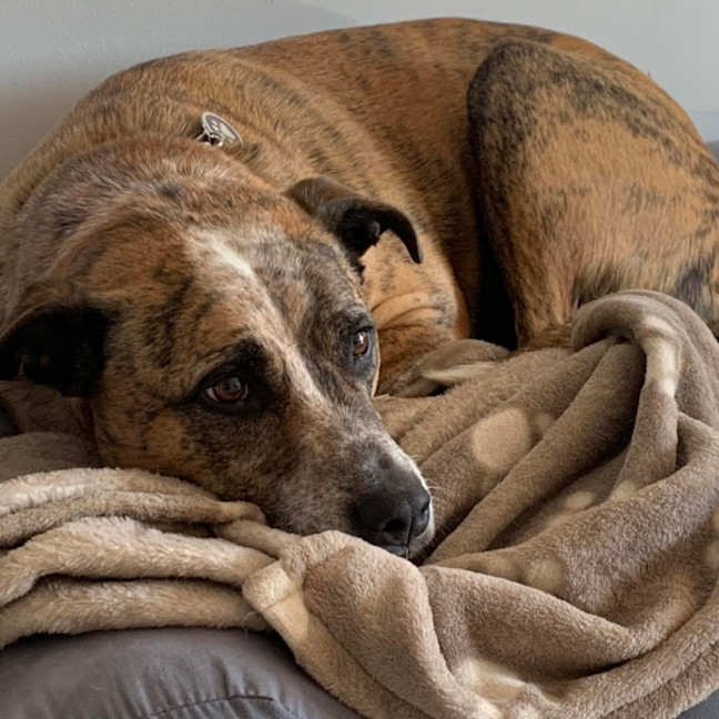 Photo of Stella   Assisted Rehome 💫