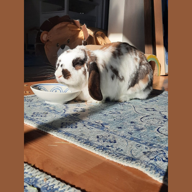 Photo of Bella (With Cj Charlie)
