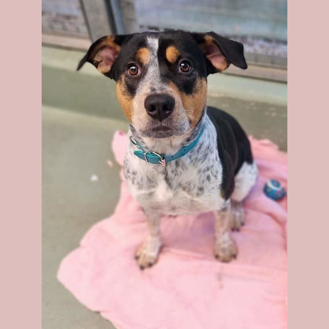 Photo of Dottie