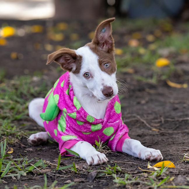 Photo of Bindi