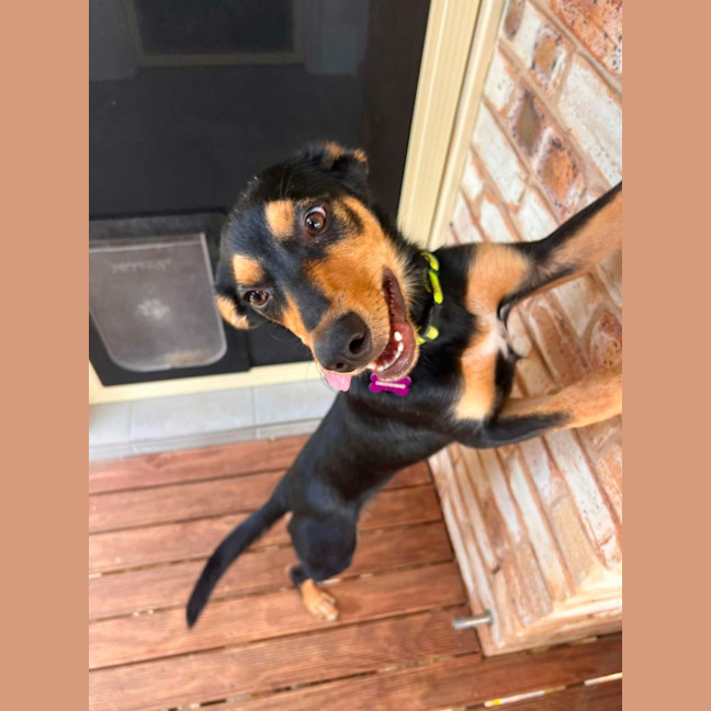 Photo of Bluey