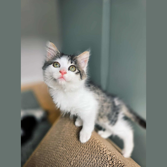 Photo of Milwaukee   In Foster Care In Northcote