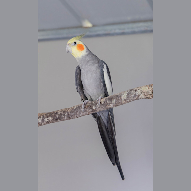 Photo of Pretty Boy