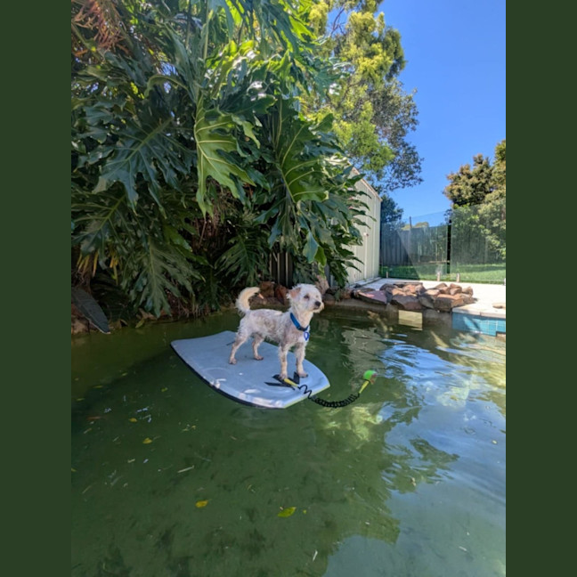 Photo of Bear   11 Month Old Maltese X