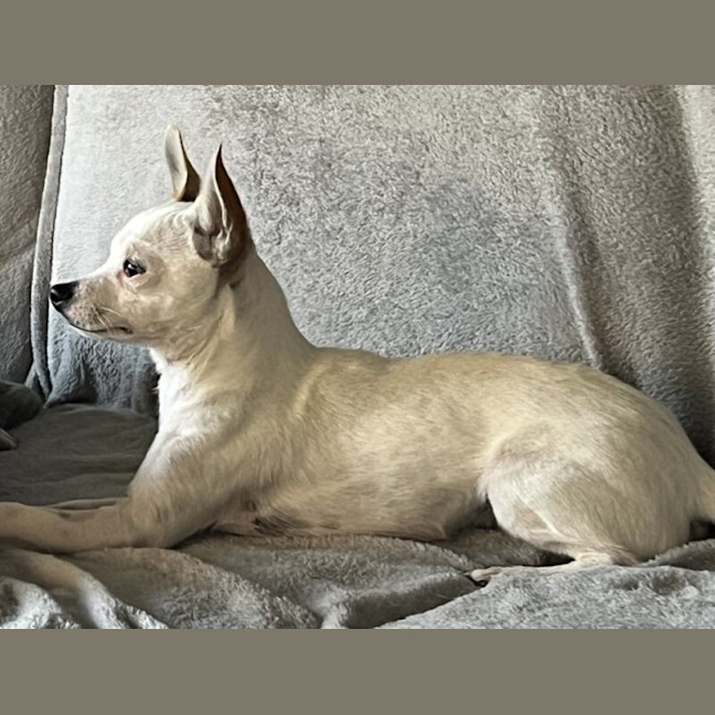 Photo of Bolt