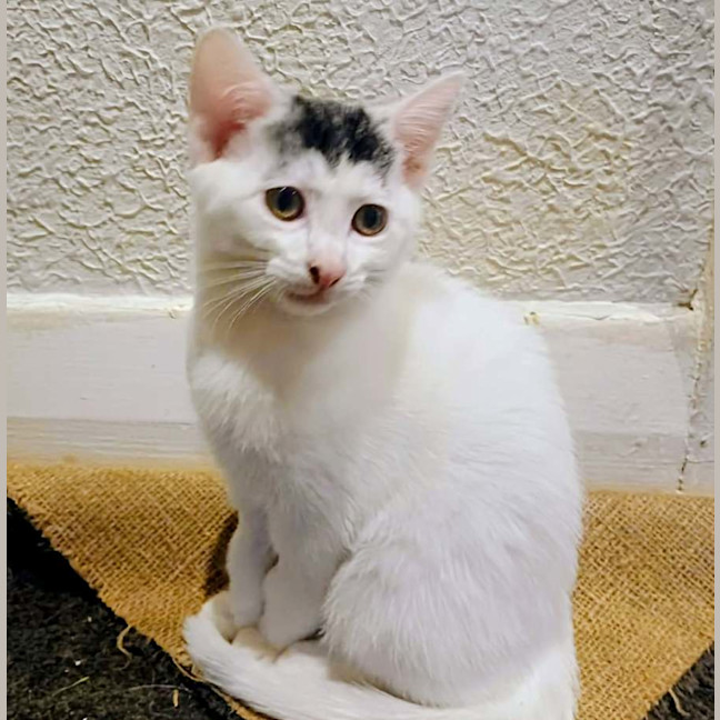 Photo of Indy 