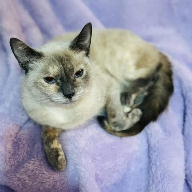 Photo of 12128   Loopsy