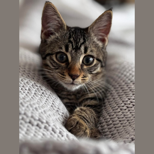 Photo of Coco 
