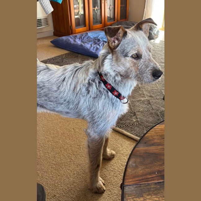 Photo of Jelly Slice