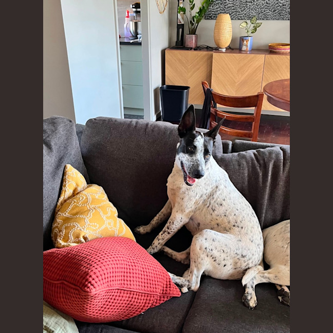Photo of Daisy