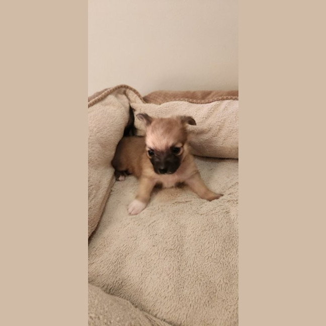 Photo of Mc Kenzie   6 Week Old Maltese X