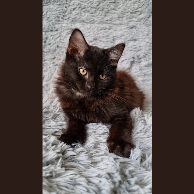 Photo of Athena