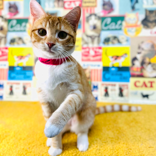 Photo of Fudge   Located In Preston 