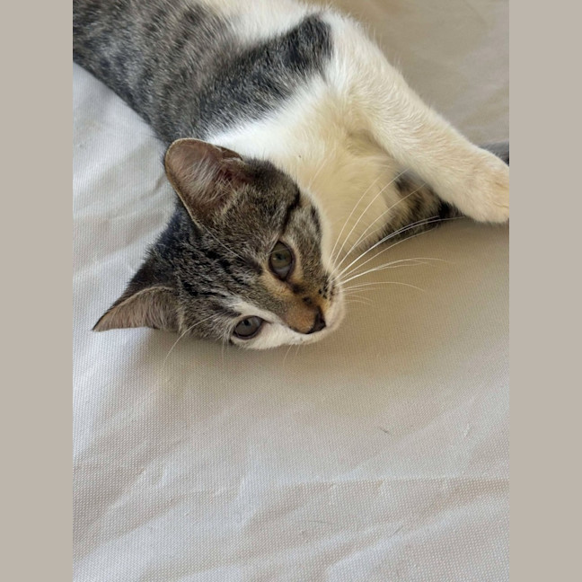 Photo of Cola