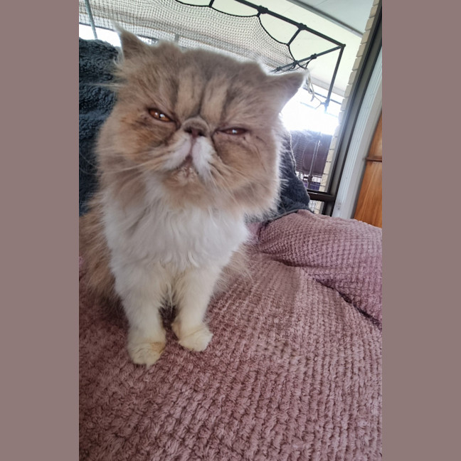 Photo of Scruffy
