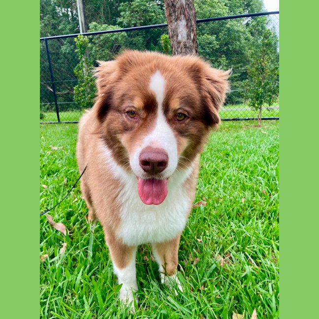 Photo of Bear