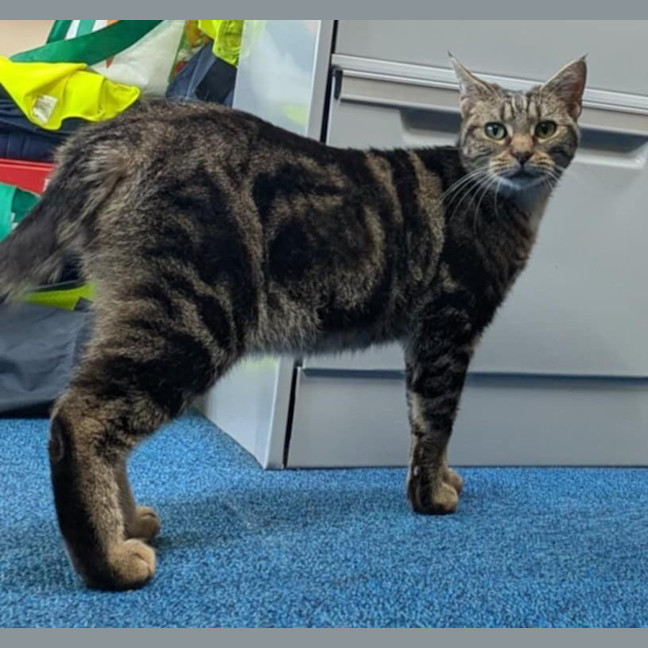 Photo of Banoffee