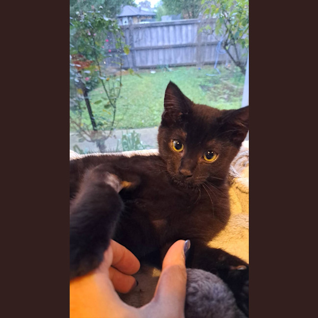 Photo of Pepper