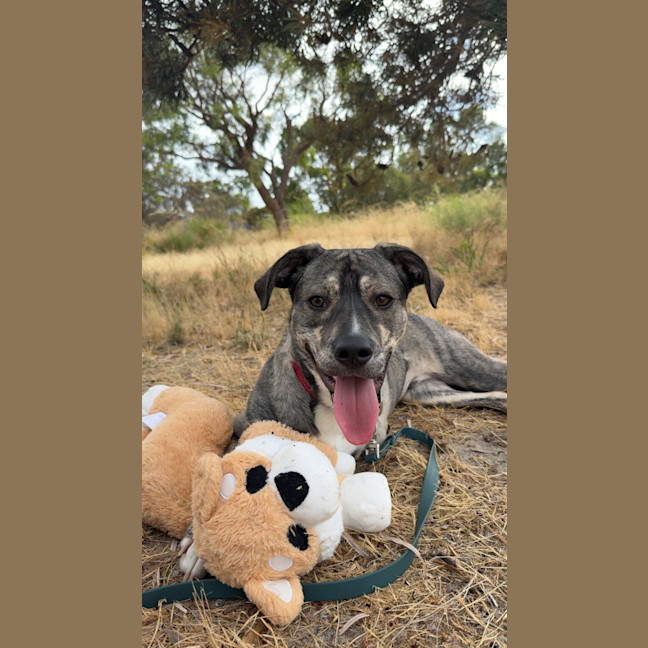Photo of Pixel