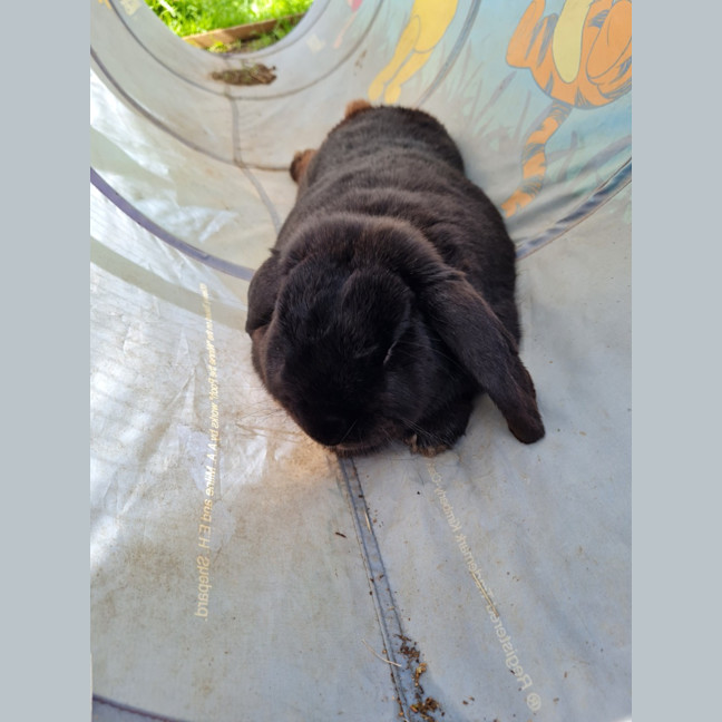 Photo of Bunbun Vinny