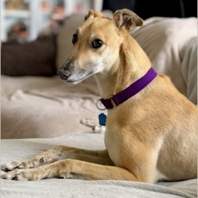 Photo of Buttercup