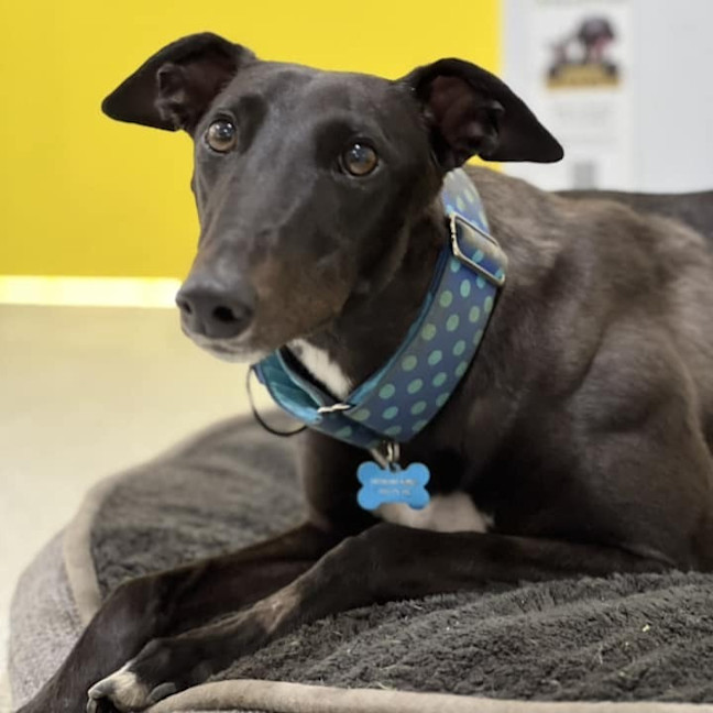 Photo of Shadow Moon