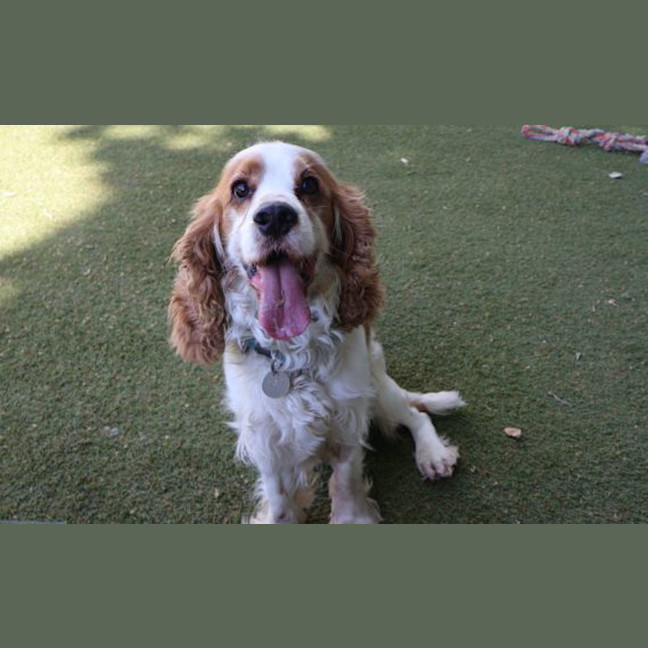 Photo of Lockie