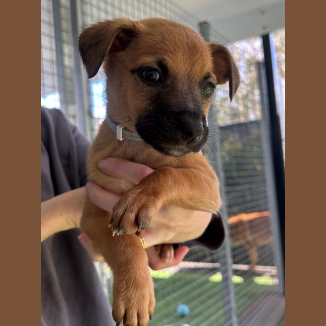 Photo of D1164 Dorey