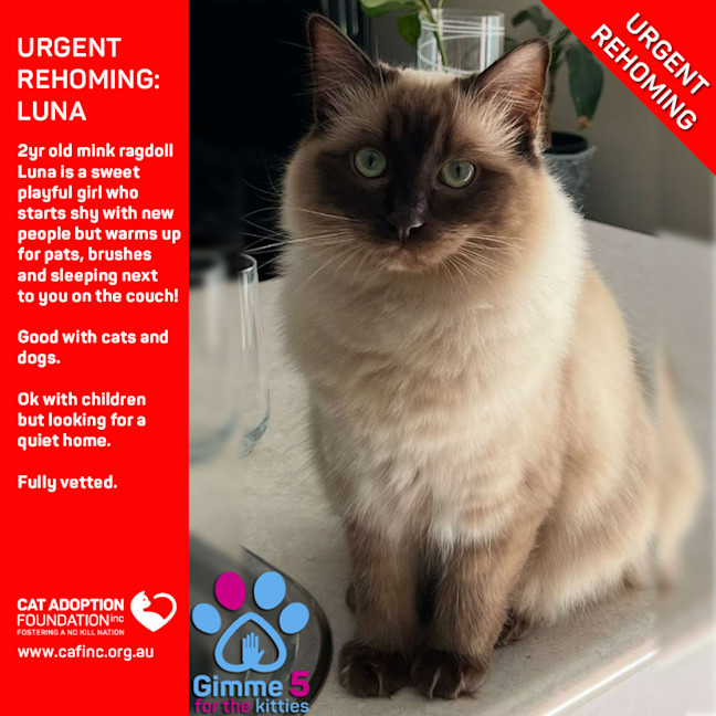 Photo of Luna Private Rehoming No Charge!