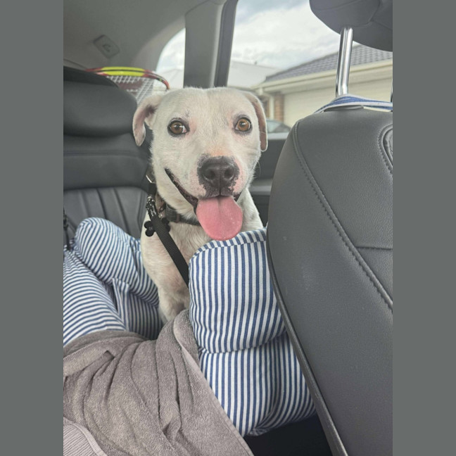 Photo of Cupcake