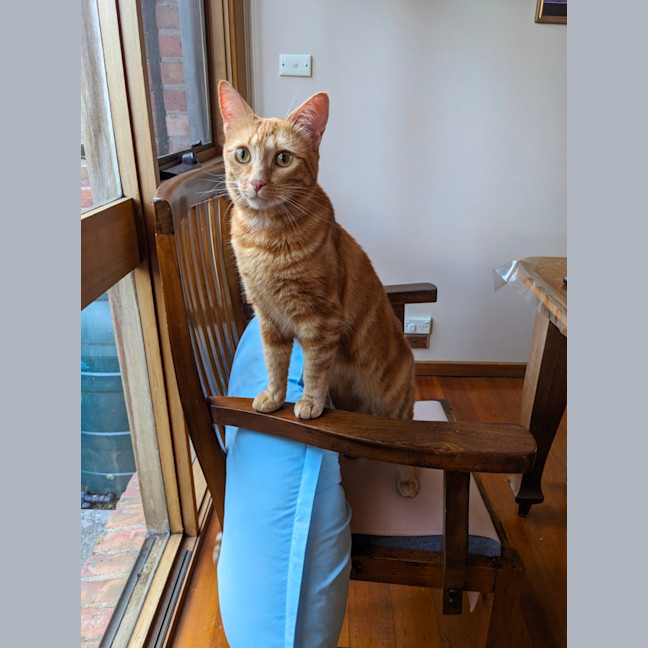 Photo of Quinn, Artemis & Ginge