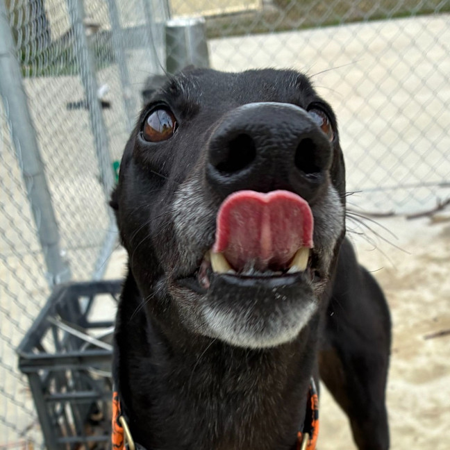 Photo of Fiona The Greyhound