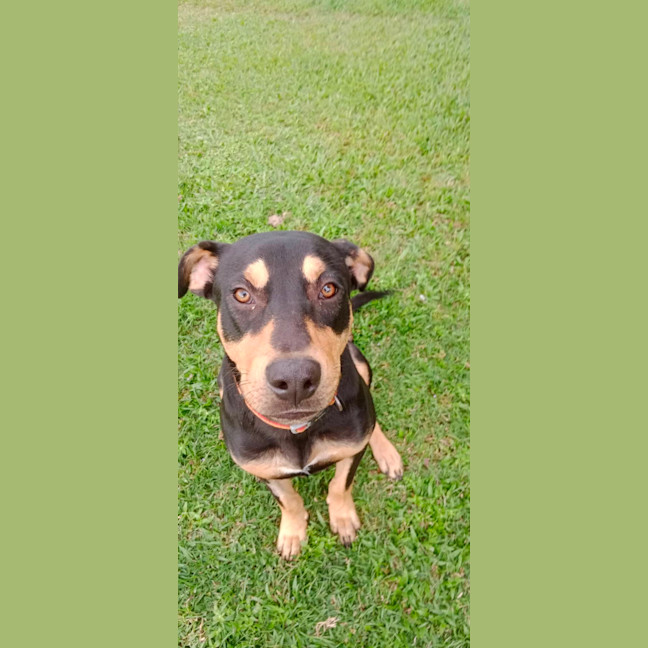 Photo of Whiskey