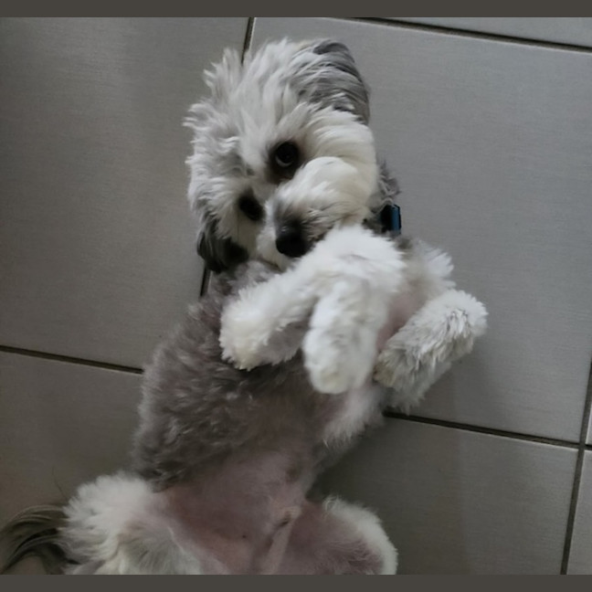 Photo of Archie