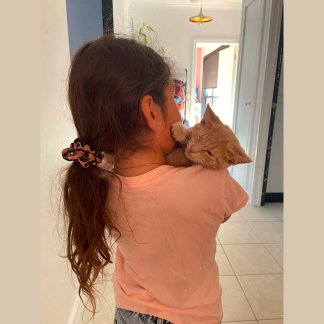 Photo of Simba   In Foster Care In Bentleigh East