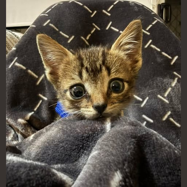 Photo of Chester