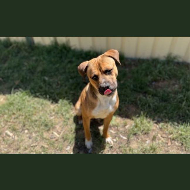 Photo of Droolius Caesar