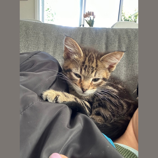 Photo of Cantaloupe