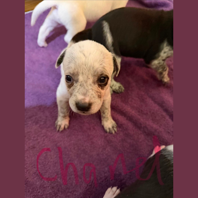 Photo of Chanel (Bessie's Puppy)