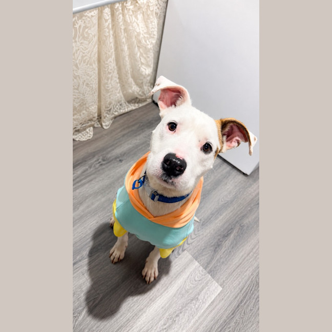 Photo of Arlo