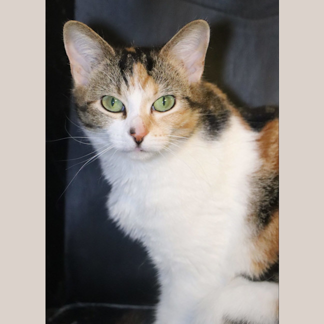 Photo of Dee Dee Available At Pet Quarters Thornton